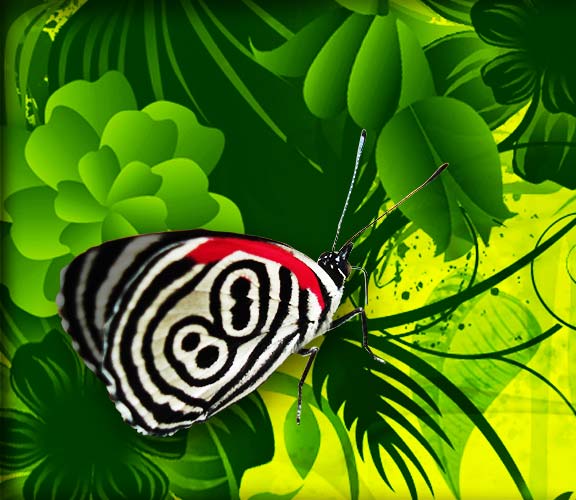 Ein Schmetterling mit einem roten Farbtupfer sitz auf einem grünen Zweig. Die Umgebung des Schmetterlings ist von grünen zierlichen Pflanzen bewachsen. Der Schmetterling selbst bleibt durch seine Form und Farbgebung im Bild markant. Bildercollage zum Thema Gestaltung von Onlinemedien durch einen Webdesigner in Frankfurt am Main und Rhein-Main-Gebiet.